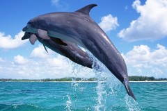 dolphin-wallpaper-1