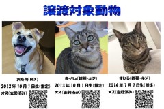 動物譲渡第2弾　一般向け掲示物・対象動物_pages-to-jpg-0002