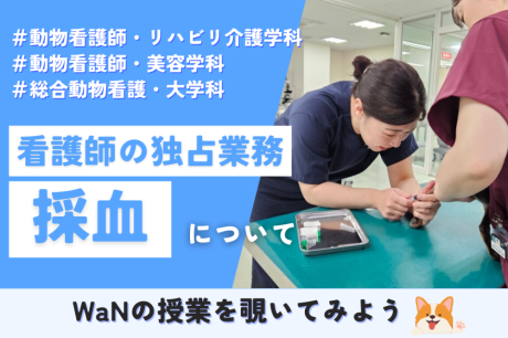 【WaNの授業を覗いてみよう】愛玩動物看護師の独占業務～採血について～　