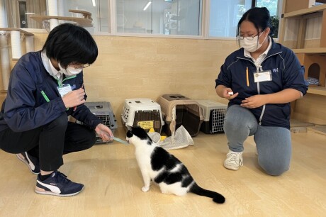 【授業風景】猫のトレーニング始まりました🐱